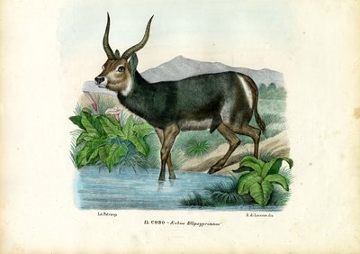 Kob, 1863-79 by Raimundo Petraroja